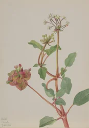 Untitled (Tripterocalyx Pedunculatus)