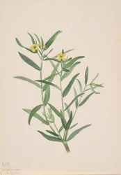 Untitled Flower Study