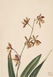 Untitled Flower Study, 1924