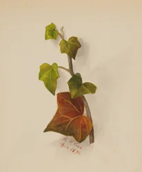 Untitled Ivy