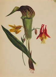 Untitled Jack in the Pulpit, 1876