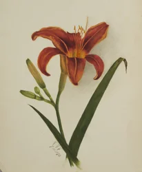 Untitled Lily