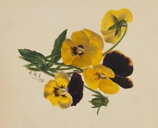 Untitled Pansies