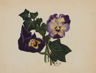 Untitled Pansies and Ivy