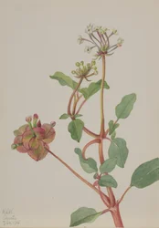 Untitled Tripterocalyx Pedunculatus