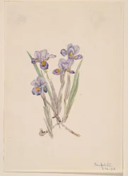 Vernal Iris (Iris Verna)