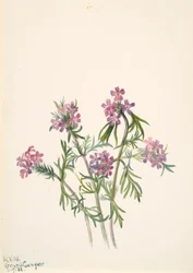 Vervain Verbena wrightii