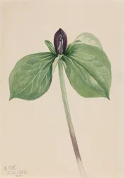 Wake-Robin Trillium sessile