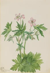 Western Cranesbill Geranium viscosissimum, 1925
