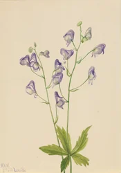 Western Monkshood Aconitum columbianum, 1933
