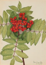 Western Mountain Ash