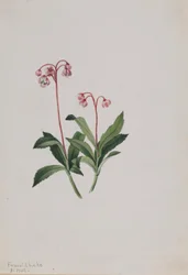 Western Pipsissewa
