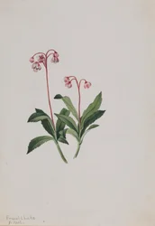 Western Pipsissewa Chimaphila umbellata, 1902