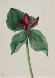 Whippoorwill Flower Trillium, 1937