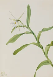 White Epidendrum Epidendrum nocturnum