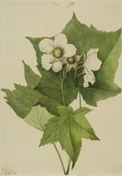 White Flowering Raspberry (Rubus parviflorus)