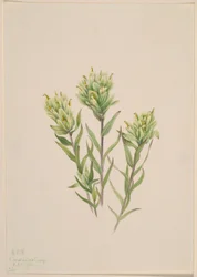 White Indian Paintbrush