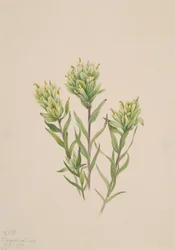 White Indian Paintbrush Castilleja occidentalis