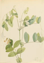 White Pea