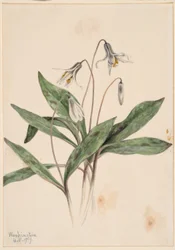 White Troutlily
