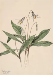 White Troutlily Erythronium albidum