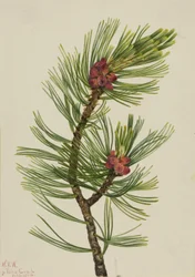 Whitebark Pine