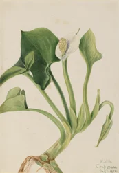 Wild Calla