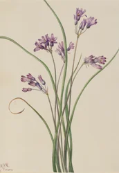 Wild Hyacinth