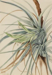 Wild Pineapple Tillandsia fasciculata, 1921
