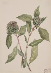 Willow Salix