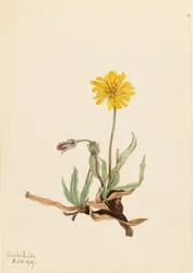 Woolly Agoseris