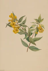 Yellow Jessamine Gelsemium Sempervirens