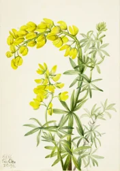 Yellow Lupine Lupinis arboreus, 1933