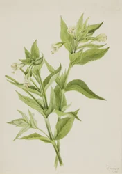 Yellow Willow-Weed Epilobium lutem