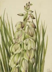 Yucca (Yucca baileyi)