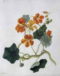 Tropaeolum