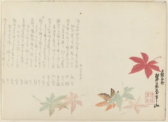 Japanese Maple