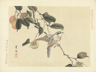 Bird and Persimmon (Flower and Bird Sketches by Keibun - Part One)