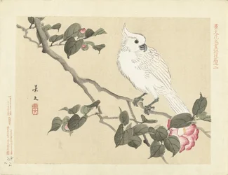 White Cockatoo on Camellia Branch; Flower and Bird Sketches by Keibun - Part Three (series title); Keibun kachō gafu kōhen (series title on object)