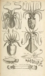 Octopus, Illustration from 