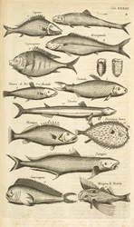 Spiny Fish, Illustration from 