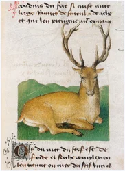 The Book of Simple Medicines - Translation into French from the 12th Century Latin Manuscript of Matthaeus Platearius