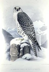 Icelandic Falcon, from 