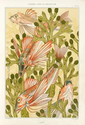 Red Mullet