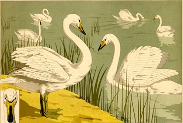 Swans in Reeds as Decorative Nature Motif