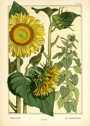 The Sunflower