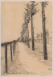 Avenue of Trees along a Road