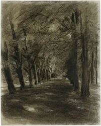 Tree-Lined Avenue