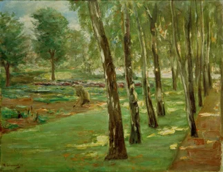 The Birch Avenue in Wannsee Garden – View of the Cabbage Field