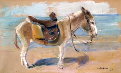 Donkey on the Beach of Noordwijk